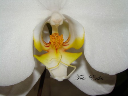 Orchidea biela